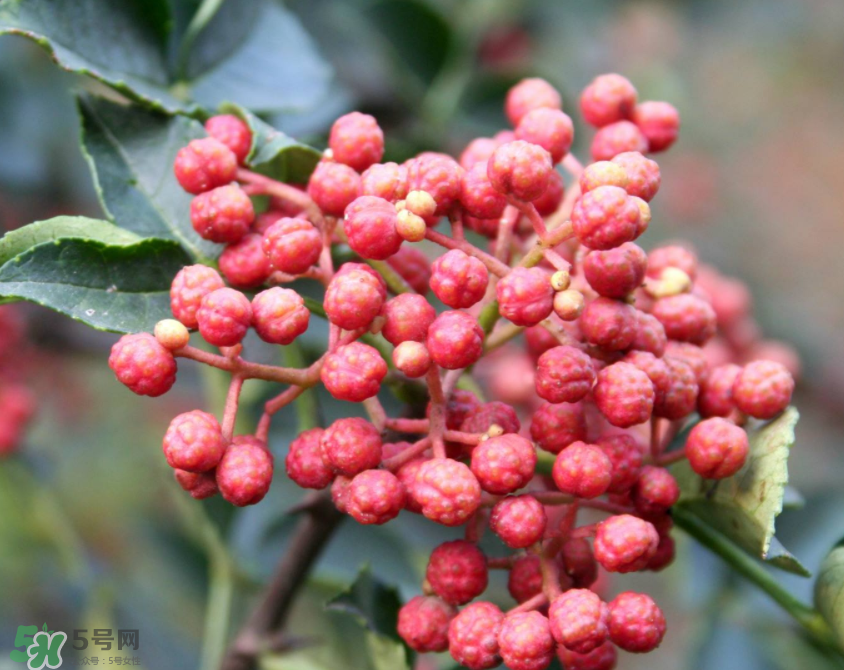 花椒泡腳能治白發(fā)嗎？花椒泡腳白發(fā)能轉(zhuǎn)黑嗎？