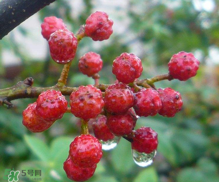 花椒泡腳能祛濕嗎？怎樣用花椒去濕去寒？