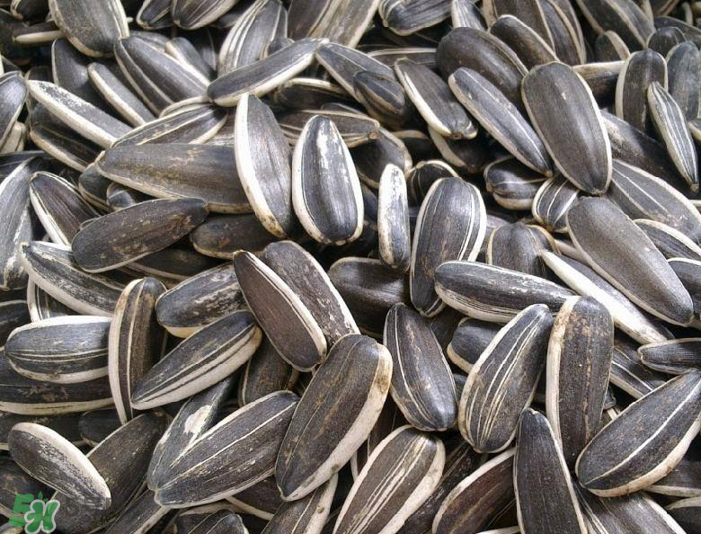 葵花籽是發(fā)物嗎？葵花籽致癌嗎？