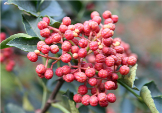 花椒泡腳能祛濕嗎？怎樣用花椒去濕去寒？