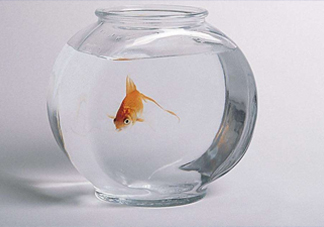 凈化水可以養(yǎng)魚嗎？凈化水可以沖奶粉嗎