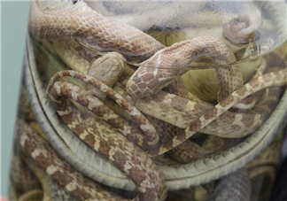 毒蛇泡酒多久才能喝？毒蛇泡酒多久才會死？