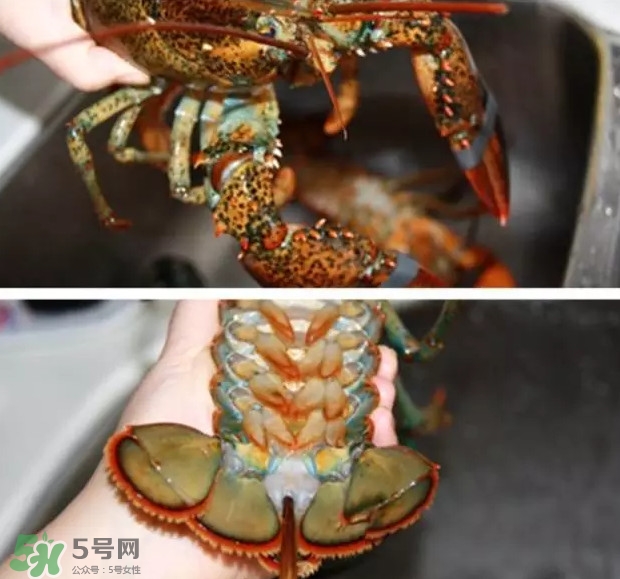 波士頓龍蝦有多大？波士頓龍蝦怎樣去殼