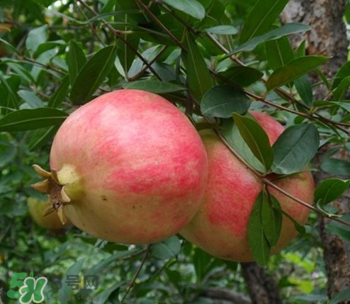 突尼斯石榴哪里產(chǎn)？突尼斯軟籽石榴產(chǎn)地