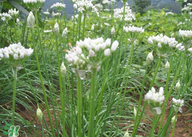 韭菜籽泡水喝有效果嗎？韭菜籽能直接泡水喝嗎？