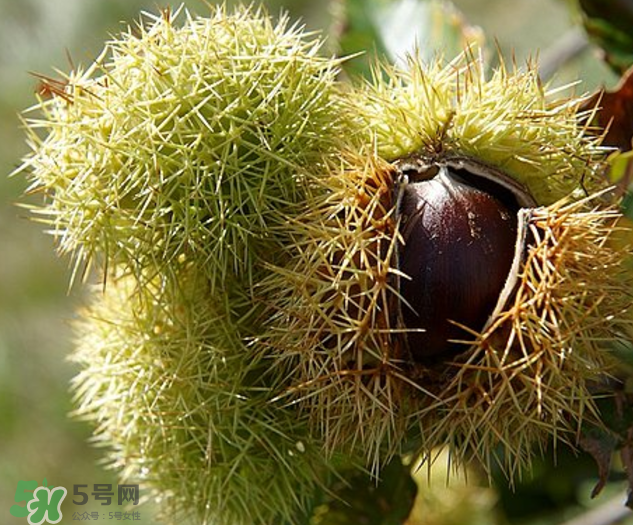 板栗怎么泡酒？板栗泡酒配方推薦