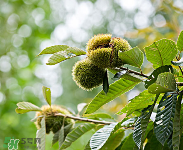 板栗怎么泡酒？板栗泡酒配方推薦