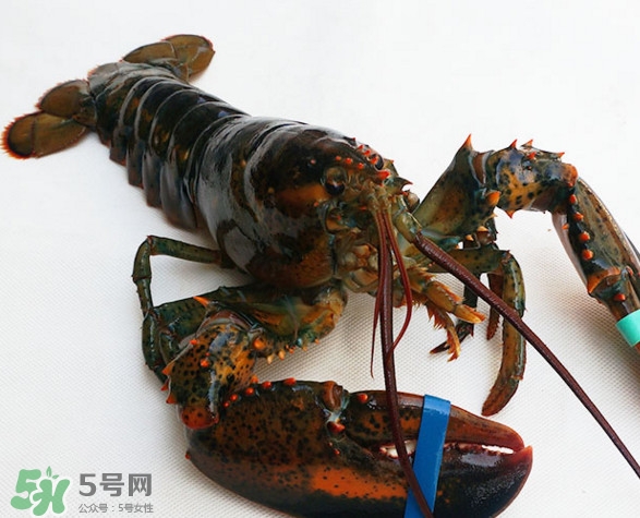 波士頓龍蝦多少錢一斤？波士頓龍蝦怎么做好吃？