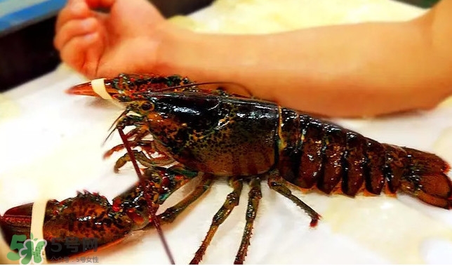 波士頓龍蝦產(chǎn)自波士頓嗎？波士頓龍蝦是哪里的