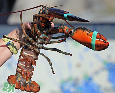 4斤的波士頓龍蝦多少錢？波士頓龍蝦怎么處理