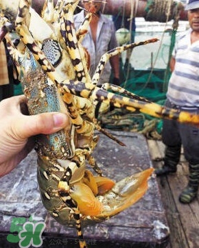 中華錦繡龍蝦是保護(hù)動物嗎？中華錦繡龍蝦稀有嗎