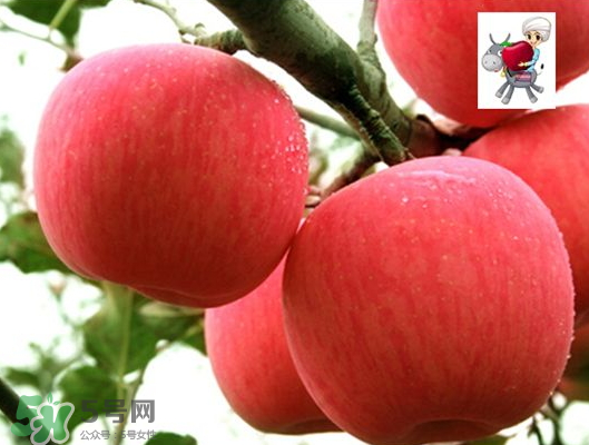 阿克蘇蘋果什么時(shí)候上市？阿克蘇蘋果幾月上市？