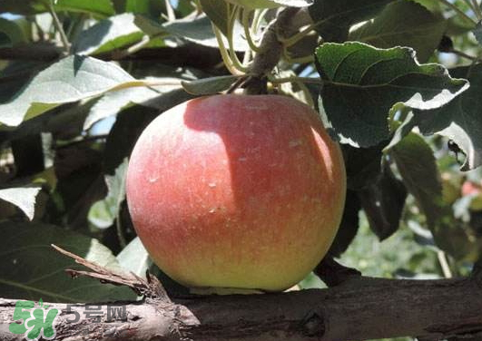 阿克蘇蘋果什么時(shí)候上市？阿克蘇蘋果幾月上市？