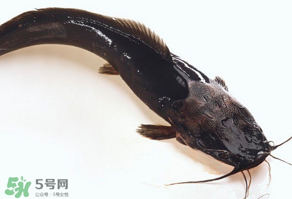 黑魚(yú)厲害還是鯰魚(yú)厲害？黑魚(yú)是世界上最臟的魚(yú)