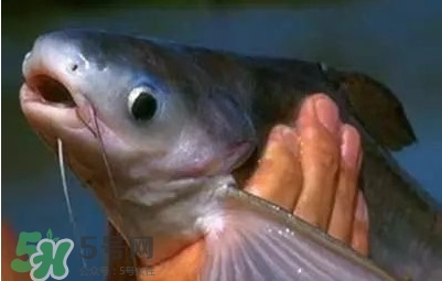 巴沙魚為什么不能吃？巴沙魚多少錢一斤