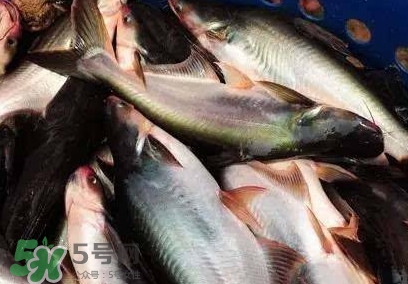 巴沙魚是淡水魚還是海魚？巴沙魚為什么沒有刺