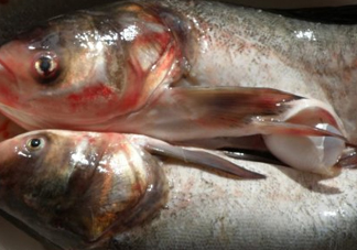 花鰱魚是海鮮嗎？花鰱魚是淡水魚嗎