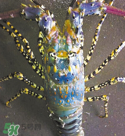 中華錦繡龍蝦可以養(yǎng)殖嗎？中華錦繡龍蝦有毒嗎