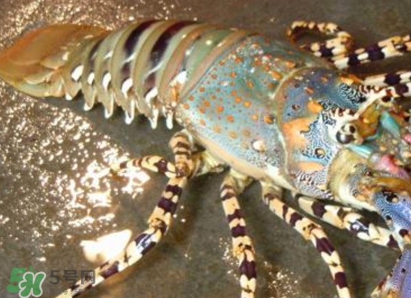 中華錦繡龍蝦是保護(hù)動物嗎？中華錦繡龍蝦稀有嗎