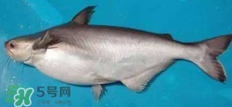 巴沙魚是淡水魚還是海魚？巴沙魚為什么沒有刺