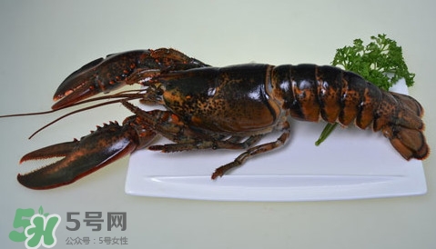 波士頓龍蝦頭能吃嗎？波士頓龍蝦哪里不能吃