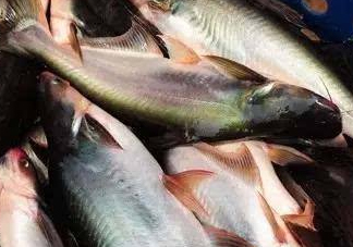 巴沙魚是淡水魚還是海魚？巴沙魚為什么沒有刺