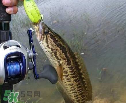 黑魚(yú)厲害還是鯰魚(yú)厲害？黑魚(yú)是世界上最臟的魚(yú)