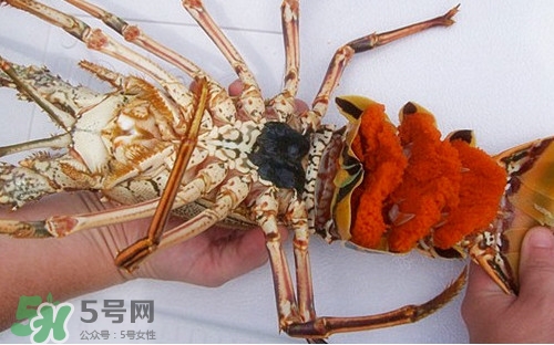 中華錦繡龍蝦可以養(yǎng)殖嗎？中華錦繡龍蝦有毒嗎