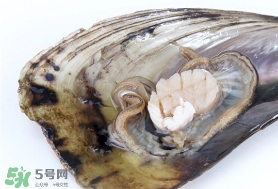 帶子是扇貝嗎？帶子和扇貝哪個好吃