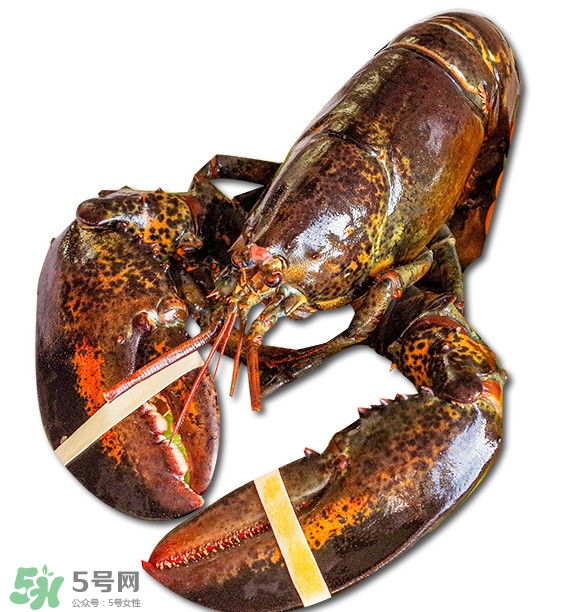 波士頓龍蝦怎么去蝦線？波士頓龍蝦怎么清洗