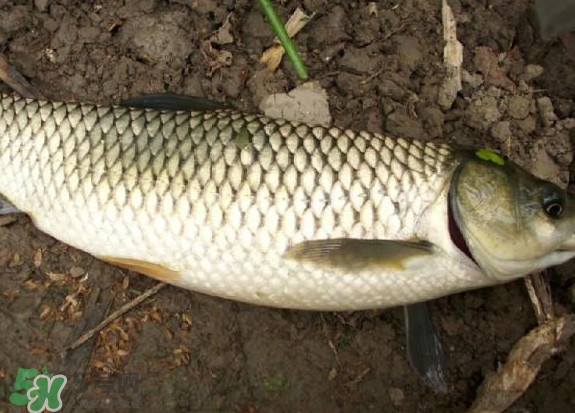 黑魚和草魚哪個好吃？黑魚不適合什么人吃