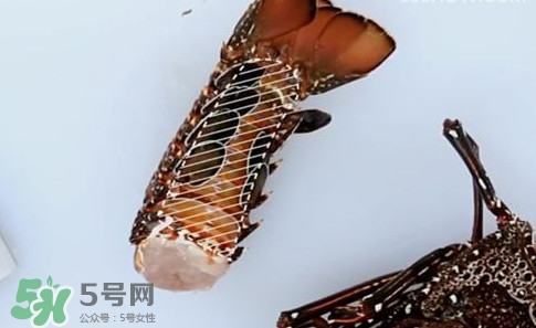 波士頓龍蝦產(chǎn)自波士頓嗎？波士頓龍蝦是哪里的