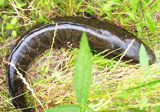 黑魚和草魚哪個好吃？黑魚不適合什么人吃