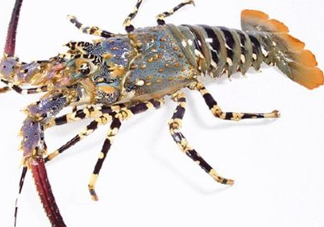 中華錦繡龍蝦多少錢一斤？中華錦繡龍蝦為什么那么貴