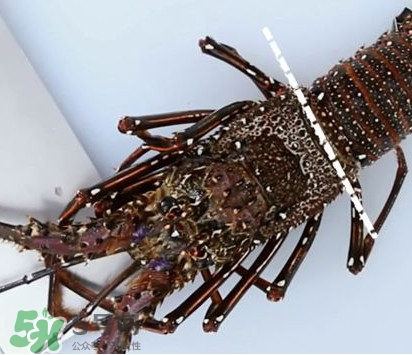 波士頓龍蝦產(chǎn)自波士頓嗎？波士頓龍蝦是哪里的