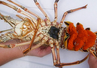 中華錦繡龍蝦可以養(yǎng)殖嗎？中華錦繡龍蝦有毒嗎