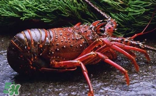 中華錦繡龍蝦多少錢一斤？中華錦繡龍蝦為什么那么貴