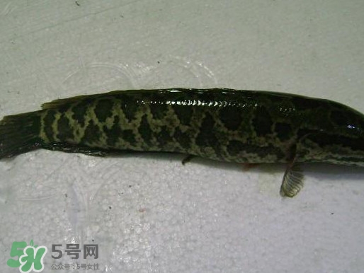 黑魚(yú)厲害還是鯰魚(yú)厲害？黑魚(yú)是世界上最臟的魚(yú)