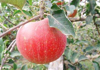 阿克蘇蘋果什么時(shí)候上市？阿克蘇蘋果幾月上市？