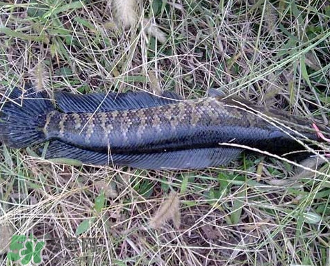 黑魚和草魚哪個好吃？黑魚不適合什么人吃