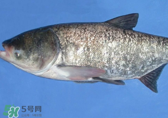 花鰱魚是海鮮嗎？花鰱魚是淡水魚嗎