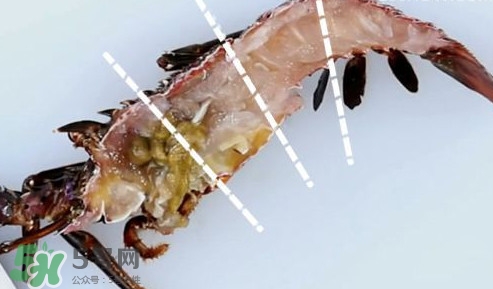 4斤的波士頓龍蝦多少錢？波士頓龍蝦怎么處理