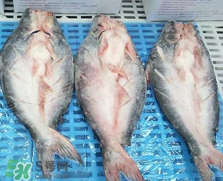 巴沙魚是什么魚？巴沙魚吃什么東西？