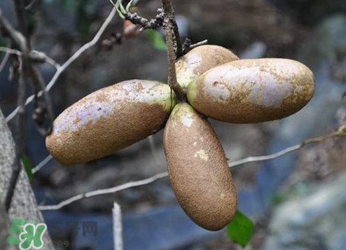 八月瓜怎么吃？八月瓜好吃嗎