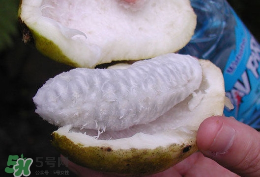 八月炸是什么水果？八月炸果多少錢一斤2017