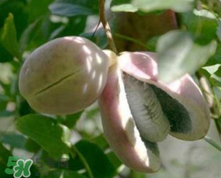 野香蕉孕婦能吃嗎？野香蕉好吃嗎？