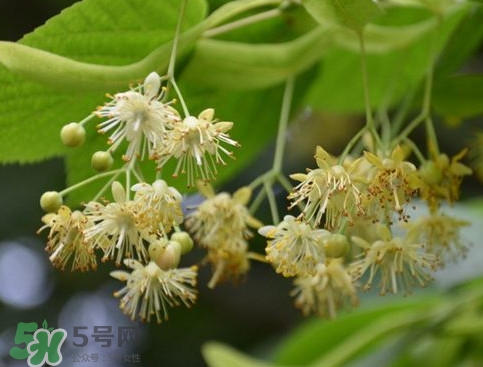 椴樹(shù)蜜有什么氣味？椴樹(shù)蜜結(jié)晶看到糖怎么回事