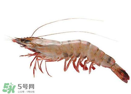 明蝦是海蝦還是河蝦？明蝦是什么蝦？