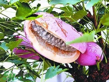 八月瓜適合哪里種植？八月瓜的種植技術(shù)