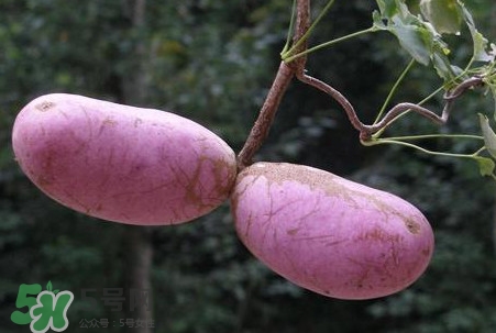 八月瓜怎么吃？八月瓜好吃嗎